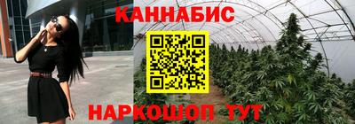 сатива Гатчина